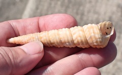 Turritella turbona