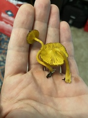 Chrysomphalina chrysophylla