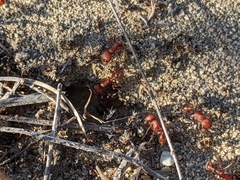 Pogonomyrmex salinus