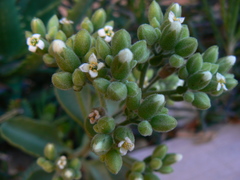 Kalanchoe millotii