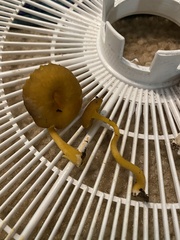 Chrysomphalina chrysophylla