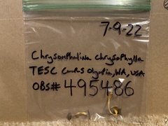 Chrysomphalina chrysophylla