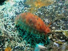 Talostolida pellucens