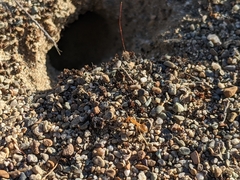 Myrmecocystus testaceus