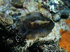 Scutus unguis