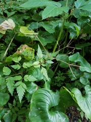 Osmorhiza purpurea