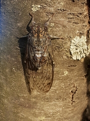 Cicada barbara