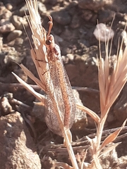 Macronemurus