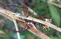 Micrathena nigrichelis