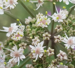 Heracleum sphondylium