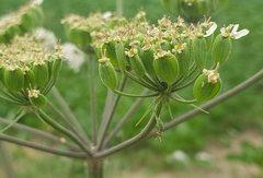 Heracleum sphondylium