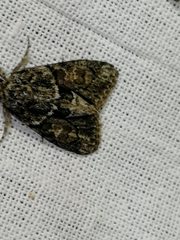 Cryphia fraudatricula