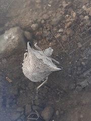 Ventocoris falcatus