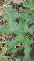 Heracleum sphondylium