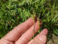 Carex torreyi