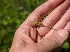 Carex torreyi