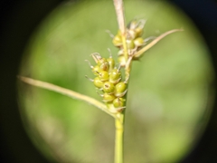 Carex torreyi