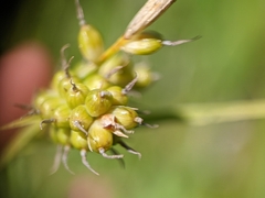 Carex torreyi