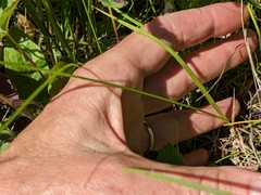 Carex torreyi