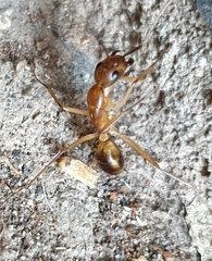 Camponotus maculatus