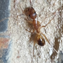 Camponotus maculatus
