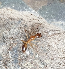 Camponotus maculatus