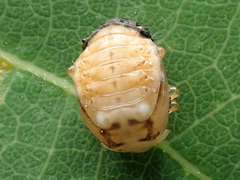 Adalia decempunctata