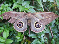Leucanella contempta windi