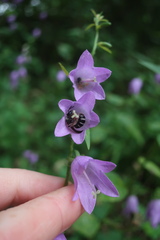 Melitta haemorrhoidalis