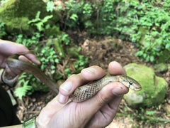 Euprepiophis conspicillata