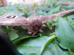 Leucanella contempta windi