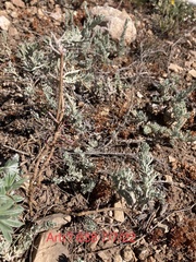 Artemisia carruthii