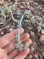 Artemisia carruthii
