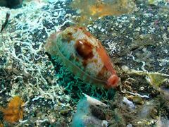 Talostolida pellucens