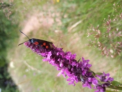 Zygaena angelicae