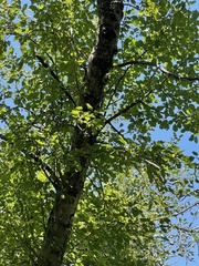Malus dasyphylla