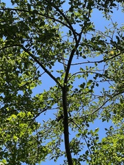 Malus dasyphylla