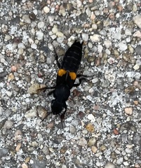 Platydracus fossator