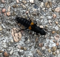 Platydracus fossator