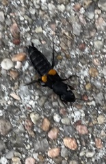 Platydracus fossator