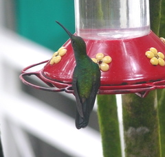 Anthracothorax nigricollis