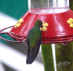 Anthracothorax nigricollis