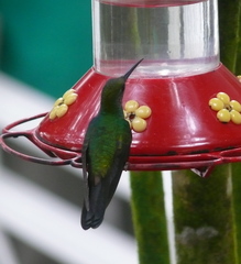 Anthracothorax nigricollis