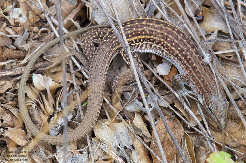 Chihuahuan Spotted Whiptail