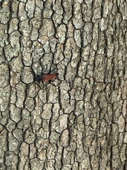 Stenelytrana emarginata