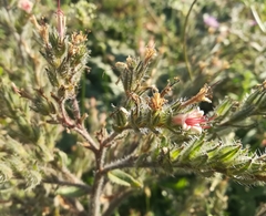Echium asperrimum