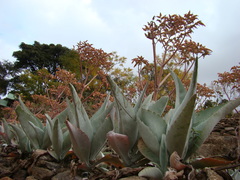 Kalanchoe gastonis-bonnieri