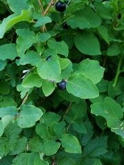 Vaccinium alaskaense