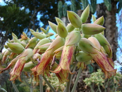 Kalanchoe gastonis-bonnieri