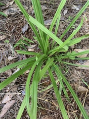 Melanthieae